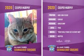The main currency is eur. The Cat On My Head S Cooper Murphy Shares His Kitten Bowl Vii Card