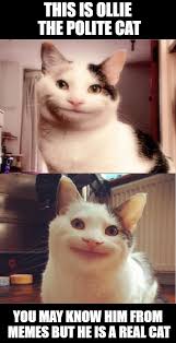 This is unarguably one of the funniest cat and dog meme videos you've probably watched. Pin On Cat Behaviour