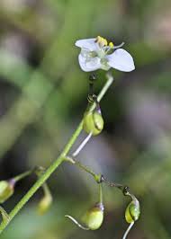 Image result for Aneilema