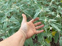 Image result for Croton longipedicellatus