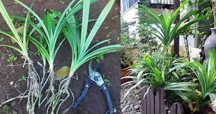 Maka jangan heran apabila tanaman herbal ini sering digunakan sebagai pengobatan. Cara Mudah Tanam Pandan Dalam Pasu Yang Memang Menjadi Impiana