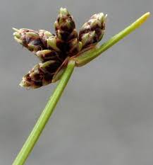 Image result for Isolepis costata
