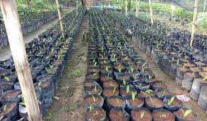 Selanjutnya, kromosom akan memendek dan menebal, lalu membran inti sel mulai lenyap atau menghilang. Ingat Hasil Panen Kelapa Sawit Bergantung Pada Tahap Pembibitannya