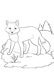 42 Disegni Di Volpi Da Colorare Disegno Volpe Disegni Disegni Da Colorare Estate