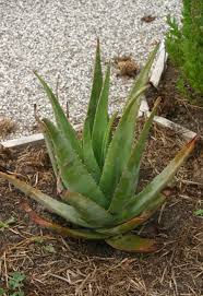 Image result for Aloe bukobana
