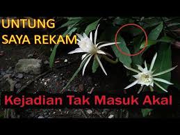 (100) misteri mekarnya bunga wijaya kusuma.yang aku tanam di dalam rumah ku. Gempar Resik0 Dan Manfaat Jika Nekat Menanam Bunga Wijaya Kusuma Di Dekat Rumah Youtube Menanam Bunga Menanam Bunga