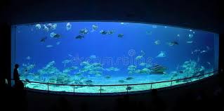 Check spelling or type a new query. The Grand Aquarium At The Marine Museum Editorial Stock Photo Image Of Zoology Tank 101171473