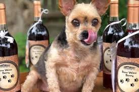 Other Dog Activities in Frederick, MD