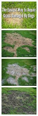 The Easiest Way To Repair Grass Damaged By Dogs Backyard Landscaping No Grass Backyard Yard Landscaping