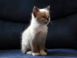 Последние твиты от siam (@siamshem). Siam Maincoon Mix Foto Bild Tiere Haustiere Katzen Bilder Auf Fotocommunity