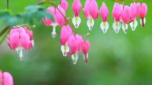 We did not find results for: Dicentra Pink Heart Shaped Flowers Ble Stock Video Pond5