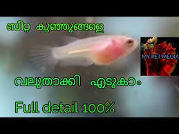 How To Save Baby Betta Baby Betta Full Care Malayalam Youtube