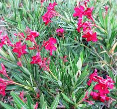 Image result for Nerium oleander