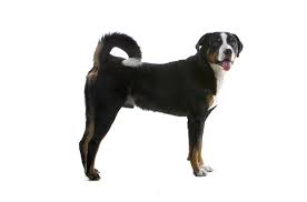 Greater Swiss Mountain Dog