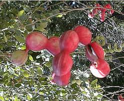 Image result for Pithecellobium dulce