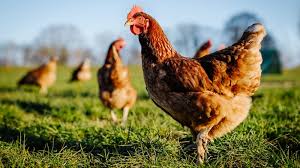 Nina venus indonusa 1 menggelar aksi mogok kerja di halaman pabrik yang…» Check Out Our Favorite Educational Farm Videos For Kids