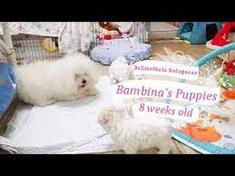 Our puppies' parents are 100% purebred exquisite quality, imported from europe and have titles in the. Bolognese Puppies For Sale In Pa 07 2021