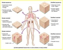 Epithelial Tissue Tissue Types Human Anatomy And Physiology Human Anatomy