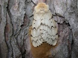 It has a preference for the leaves of deciduous hardwood trees such as maple, elm, and particularly if the egg masses are unreachable, spray them with a strong dose of horticultural oil insect spray. Gypsy Moth In Wisconsin Division Of Extension