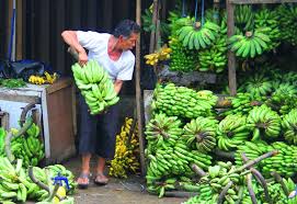 Bila ada pertanyaan silahkan dm atau komen saja di youtube channel saya. Bertahan Dengan Pisang Kompasiana Com