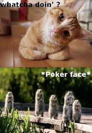 Hey Whatcha Doin Funny Pictures Best Funny Pictures Funny Animals