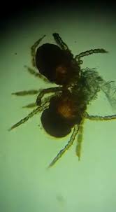 Image result for Trombicula autumnalis