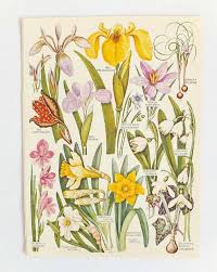 Vintage Flower Pictures Botanical Pictures Set Of Vintage Flower Illustrations Colourful Floral Prints Floral Art Flower Illustration Botanical Illustration Vintage Flower Drawing