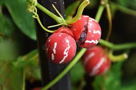 Image result for Diplocyclos