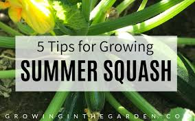 Wider spacing may allow for easier harvesting. 5 Tips For Growing Summer Squash Growing In The Garden