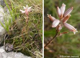 Image result for Aloe myriacantha
