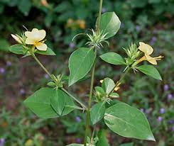 Image result for Barleria galpinii