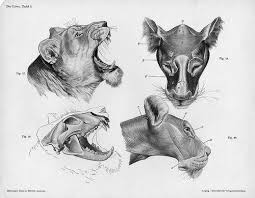 Created by gabriele pennacchioli gabriele pennacchioli. Lioness Head Structure Animal Drawings Animal Art Lion Anatomy