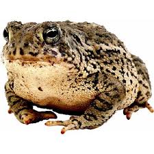 Toad Meaning Of Toad In Longman Dictionary Of Contemporary