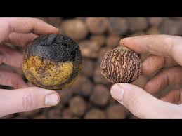 Image result for Inhambanella henriquesii