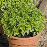 What are the benefits of eating basil leaves? What Kind Of Basil Do You Have Jovina Cooks