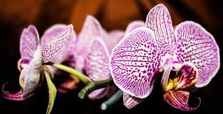 Maybe you would like to learn more about one of these? Ulangan Harian Budidaya Tanaman Hias X Smt 2 Quiz Quizizz