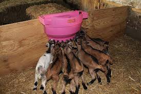 Image result for Oldfieldia