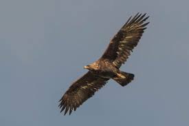 Maybe you would like to learn more about one of these? Uk Raptor Persecution On The Rise Birdguides
