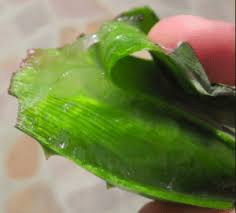 I have been using phytoworx hair recovery organic shampoo for several weeks and the initial results are amazing. Phytoworx Organic Hair Loss Shampoo Review My Honest Hair Loss Reviews