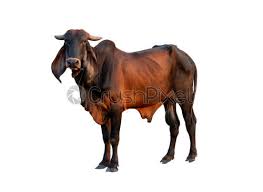 This has been known to cause problems during production in regards to pregnancy, maternal abilities, and input costs. Gute Brahman Mannliche Kuh Isolat Auf Weissem Hintergrund Foto Vorratig Crushpixel