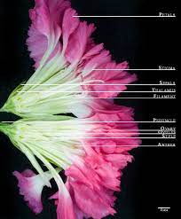 Flower Anatomy