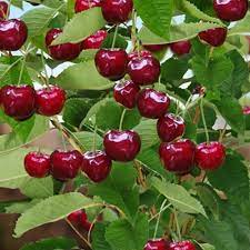 Een vroege kers met donker vruchtvlees en een felrode kleur. Buy Cherry Tree Bigarreau Burlat 1 70m Best Value For Money Gardens4you