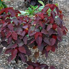 Image result for Euphorbia cotinifolia