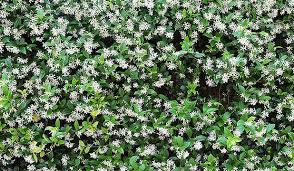 There are evergreens, winter flowering. How To Add Charm To Your Garden Stuff Co Nz
