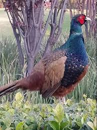 Ringneck Pheasant Hijau