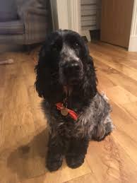 Poppy At Home Age 3 Cocker Spaniel Dog Spaniel Breeds Blue Roan Cocker Spaniel