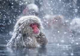 Baby monkey bath time | abu's nighttime routine please supscribe for more videos thank you so much! Snow Monkeys Love Hot Baths Just Like Humans Do And Now We Know Why Live Science