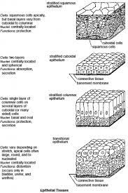 Squamous Cell Worksheet Epithelial Tissue Tissue Biology Medical Student Study