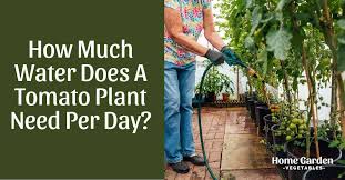 You can definitely grow delicious vegetables, herbs and fruit at home. How Much Water Does A Tomato Plant Need Per Day Home Garden Vegetables