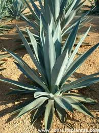 Image result for Agave sisalana